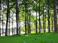 夏日里的一抹清凉