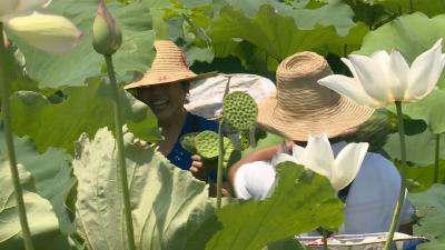 石佛寺镇：发力莲子产业 带动群众增收