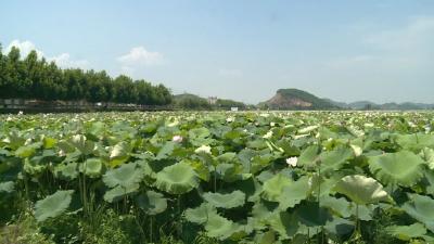 石佛寺镇：发力莲子产业 带动群众增收
