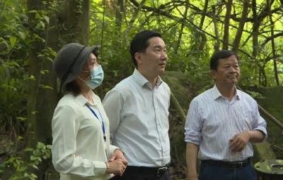 陈风检查景区安全 森林防火 防汛抗旱等重点工作