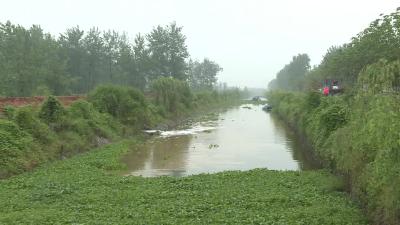 龙坪镇组织清理河道水葫芦