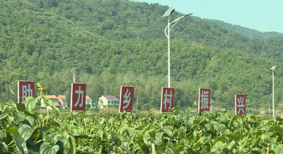 武穴：擦亮“佛手山药”金字招牌  做大做强乡村振兴