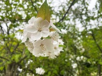 透过屏幕闻春意 赴一场“花的盛宴”