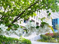 透过屏幕闻春意 赴一场“花的盛宴”