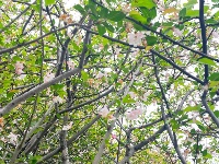透过屏幕闻春意 赴一场“花的盛宴”