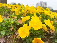 透过屏幕闻春意 赴一场“花的盛宴”