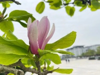 透过屏幕闻春意 赴一场“花的盛宴”