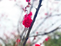 透过屏幕闻春意 赴一场“花的盛宴”
