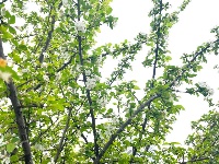 透过屏幕闻春意 赴一场“花的盛宴”