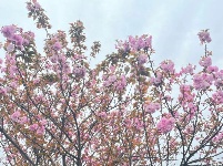 透过屏幕闻春意 赴一场“花的盛宴”
