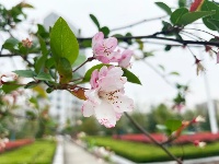 透过屏幕闻春意 赴一场“花的盛宴”