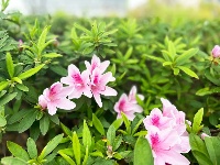 透过屏幕闻春意 赴一场“花的盛宴”