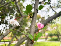 透过屏幕闻春意 赴一场“花的盛宴”