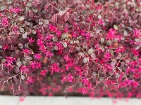 透过屏幕闻春意 赴一场“花的盛宴”