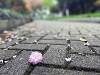 透过屏幕闻春意 赴一场“花的盛宴”