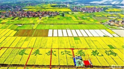 李焰涛：又是一年菜花黄 相邀武穴赏花海 