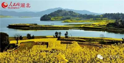 戴益民：一沐春风万顷黄——赏武穴油菜花海  