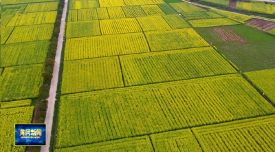 强县工程看武穴丨黄冈广播电视台关注武穴油菜产业  