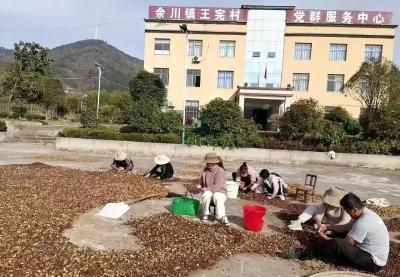 余川镇王宪村：山茶盛景谱写乡村振兴璀璨华章 