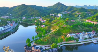 云遇丰收节·采茶春山上｜湖北英山：小茶叶大智“惠” “绿叶” 铺就富民路