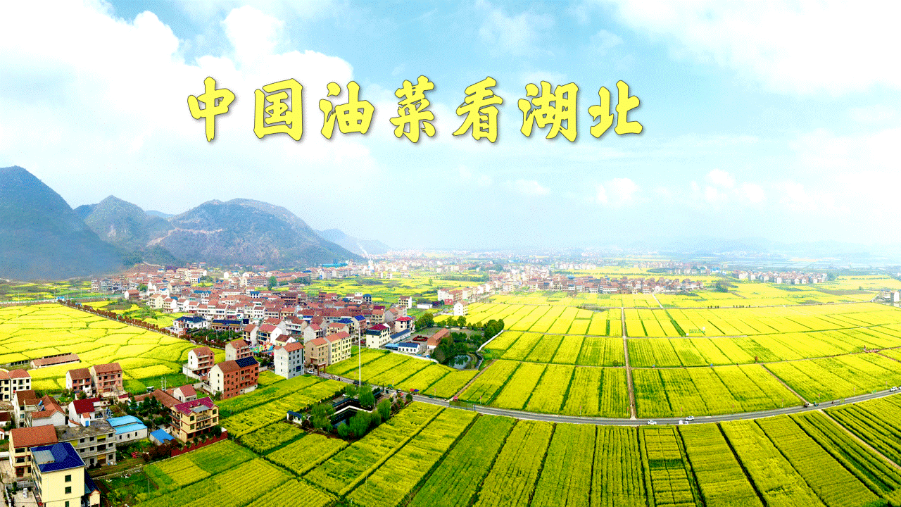 直播 | 中国油菜看湖北 春来武穴看花海