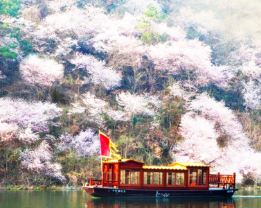 武汉看樱花最美的地方，在这！从早到晚不间断