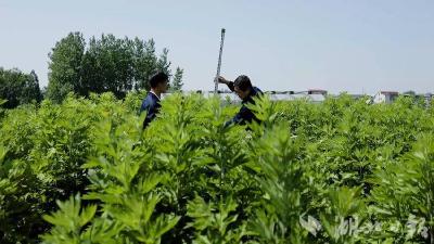 蕲艾喜提国字号“身份证” 