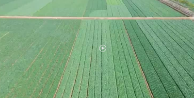 村里喜事捎北京·湖北｜南有嘉鱼 蔬美民富