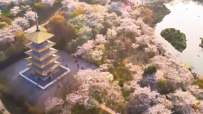 以樱为媒，共赴春日之约 ——“网络大V荆楚行 相约春天赏樱花”在汉启动