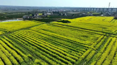 高标准农田改造结硕果 宜昌枝江千亩油菜花绘就乡村振兴新画卷