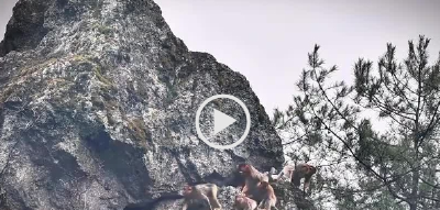 湖北巴东：首次拍到川金丝猴绝壁嬉戏觅食画面