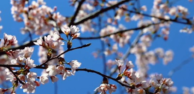 相约春天赏樱花 | 10万亩野樱初绽 咸宁崇阳浪漫“出圈”