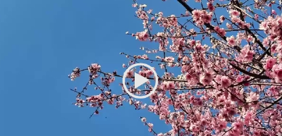 相约春天赏樱花 | 湖北老河口：樱花盛放 绘就烂漫春景