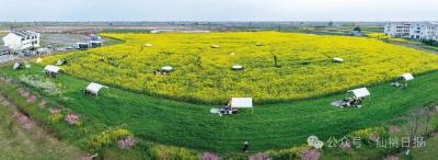 嘿嘿嘿，突然想请两天假沉浸式感受仙桃的春天 