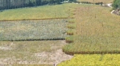 一习话丨“领导干部要扑下身子深入群众”