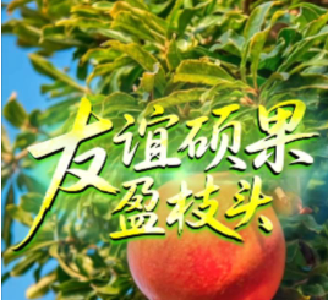 联播+｜友谊硕果盈枝头