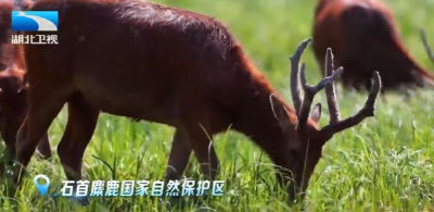 支点新答卷·美丽湖北丨3800头麋鹿见证湖北生态蝶变