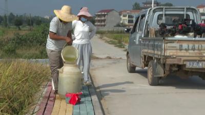 战虫护粮！农技专家深入田间指导稻飞虱防治