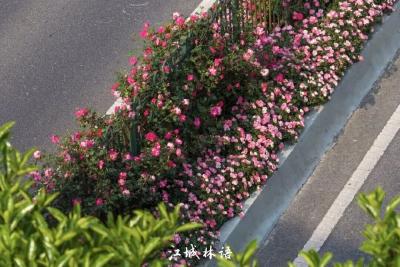 网友灵魂发问：五一假期的武汉到底是有谁在啊？！