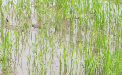 迎战强降雨 | 扶秧苗 排积水 抢烘干 湖北多地展开田间生产自救