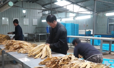 榛子万亩烟叶开秤收购