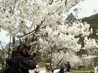 2017“春在朝天吼”动漫樱花节图片回顾