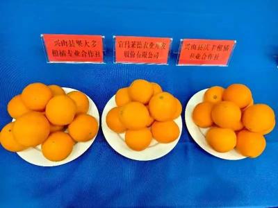 兴山伦晚在省级优质晚熟柑橘评比中荣获“6金4银”