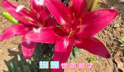 百合花开，爱在兴山——邂逅一场浪漫与责任的“花事”