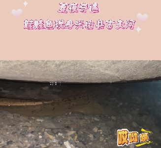  夏夜奇遇  娃娃鱼现身兴山县古夫河