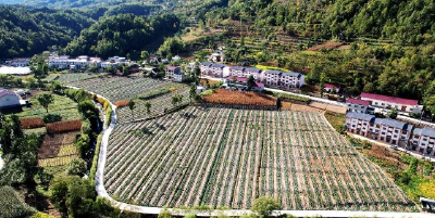 “五味子书记”翁新强：带领乡亲在家门口挣到钱