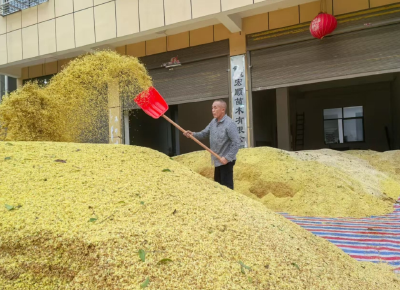 咸安：桂花香里说丰年