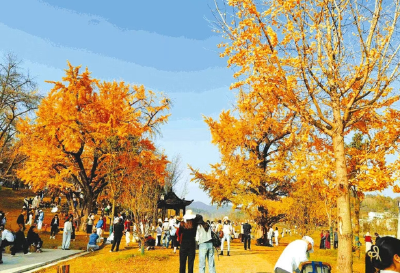 一叶破局 全域出圈——千年银杏谷秋季爆火的背后