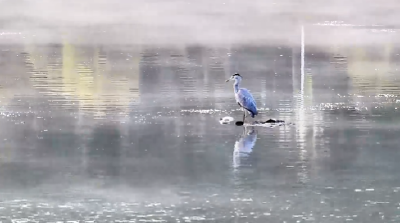 水上公路 邂逅苍鹭