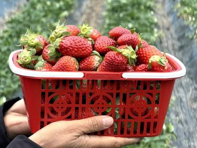 兴山：一颗草莓的甜蜜致富经